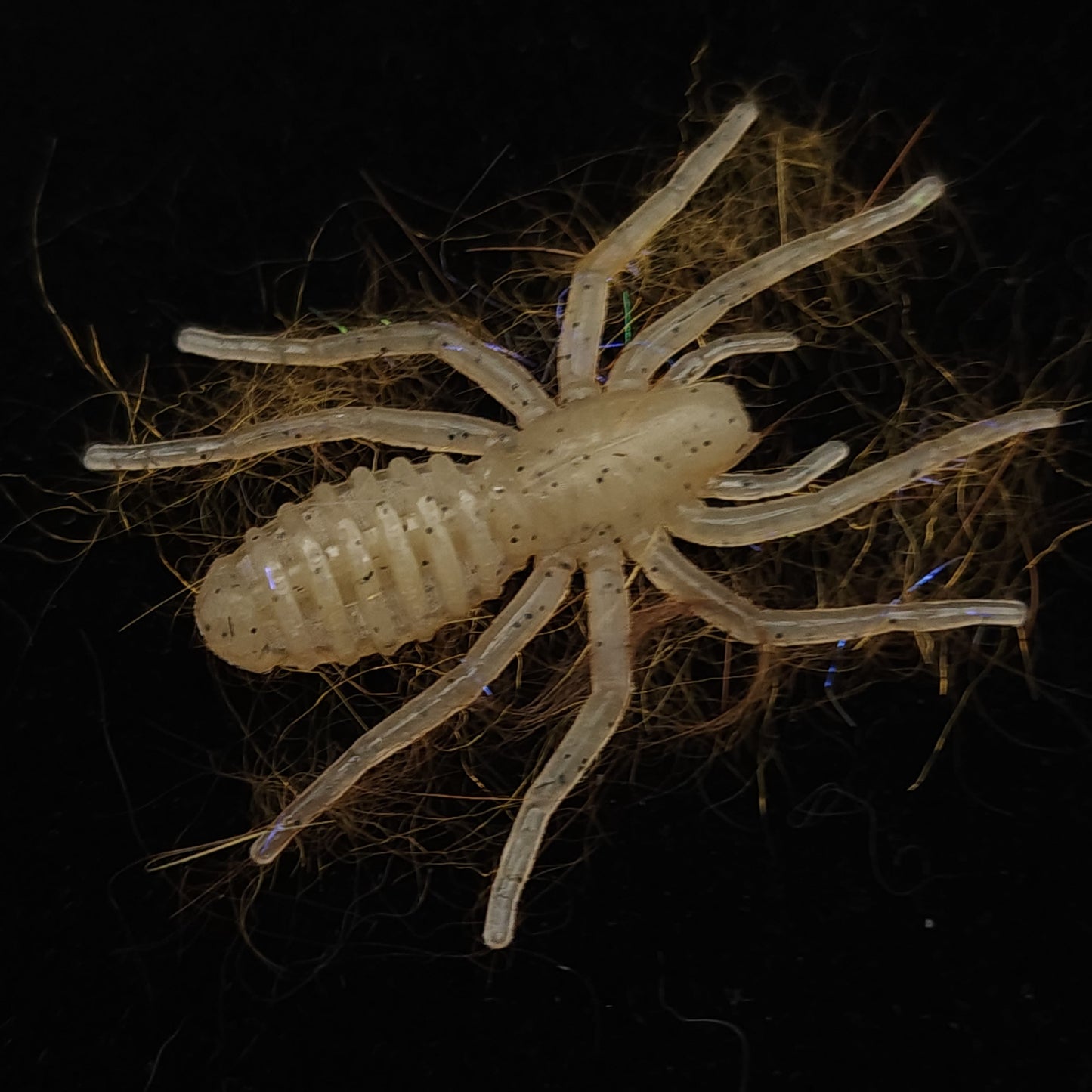Hairy 1" Micro Spider Bait "The Writing Spider"