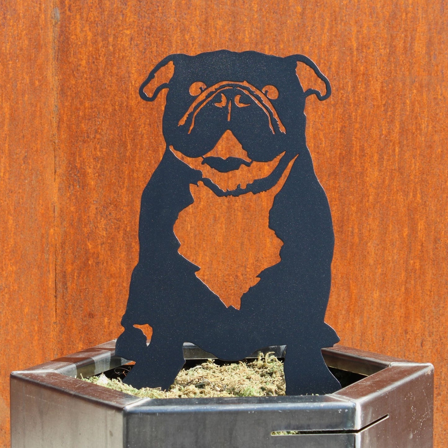 English Bulldog